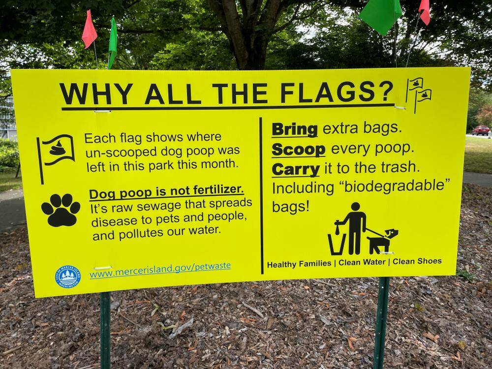 The city of Mercer Island’s stormwater team has launched an outreach effort to spread the word about the importance of residents scooping their dogs’ waste in Island public spaces. The Why All The Flags? pet waste campaign features large yellow signs emblazoned with black writing offering information and explaining the solution: Bring extra bags; scoop every poop; and carry it to the trash. Green and red flags are placed in the areas where un-scooped dog waste was left in parks. According to the city, “Pet waste contains harmful bacteria that washes down storm drains and into Lake Washington. This creates a significant source of pollution in our streams and lakes, making our favorite places to swim and play unsafe and unhealthy.” Photo courtesy of the city of Mercer Island