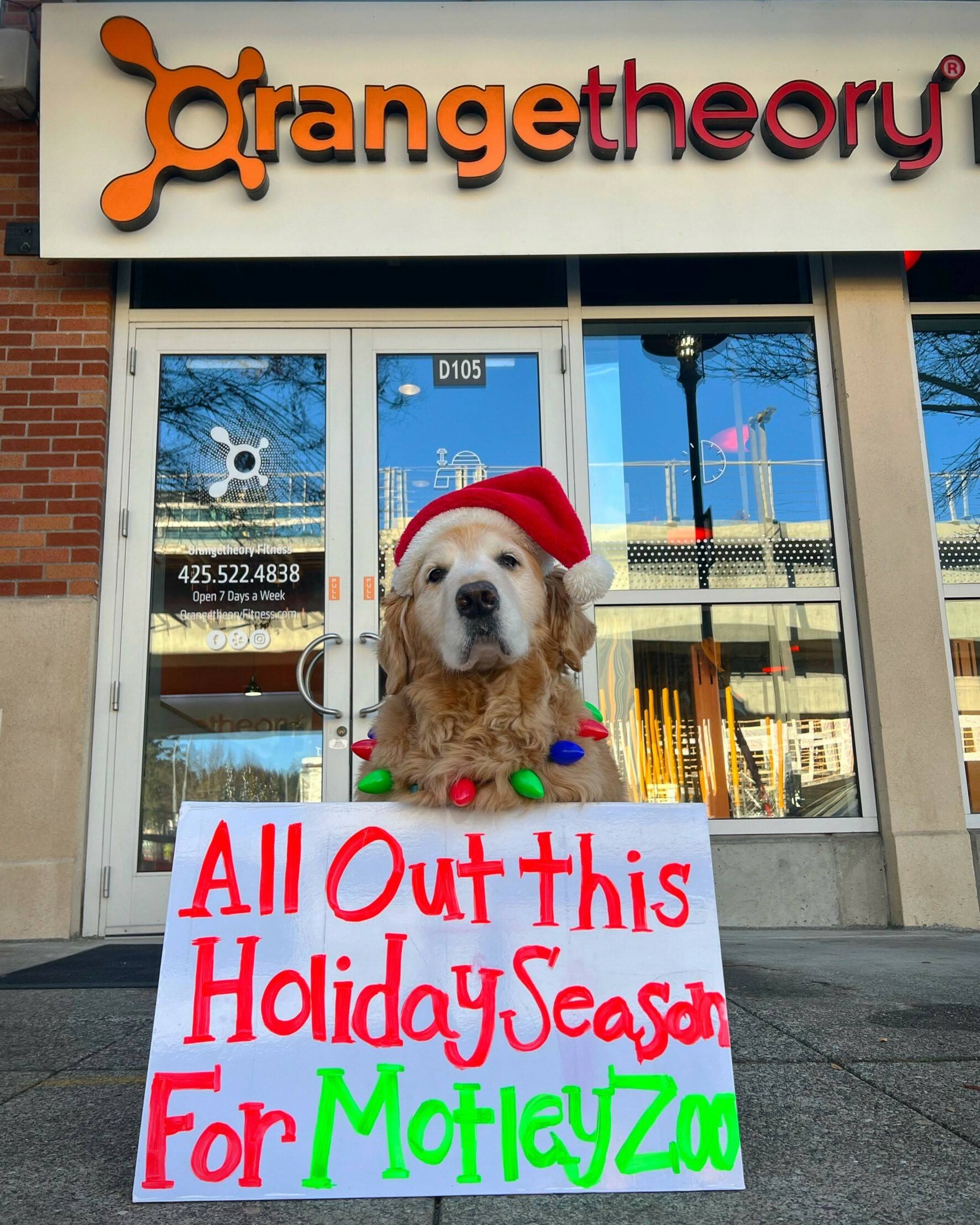 Dash Dog leads the way for the Orangetheory Fitness fundraiser for Motley Zoo Animal Rescue. Photo courtesy of Ande Edlund