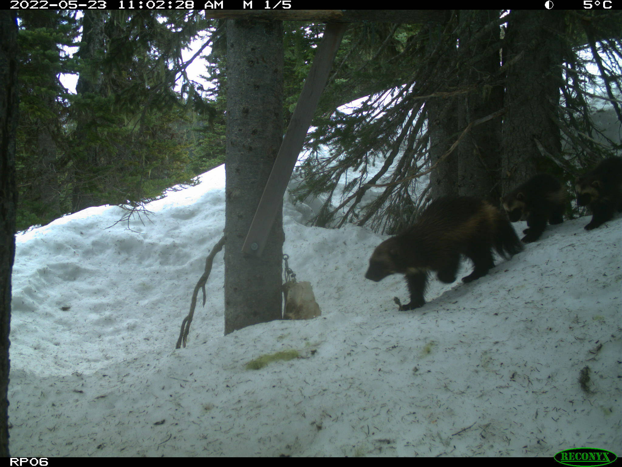 Courtesy Photo
Joni and her kits sniff around a tree on Mount Rainier in late May of this year.