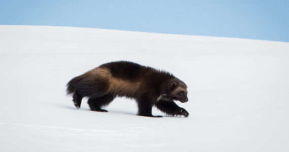 Courtesy Photo
Joni’s son Dale, born in 2021, strides across a blanket of snow on Mount Rainier in January of this year. He now has at least three other siblings who share the mountain, not to mention his mom and dad.