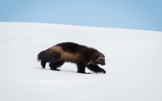 Courtesy Photo
Joni’s son Dale, born in 2021, strides across a blanket of snow on Mount Rainier in January of this year. He now has at least three other siblings who share the mountain, not to mention his mom and dad.