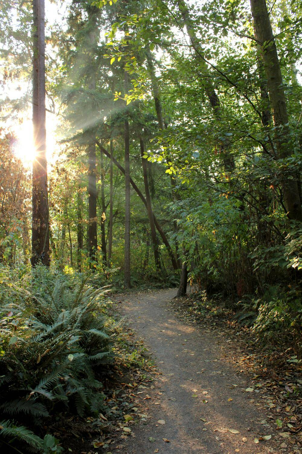 Pictured is a portion of the 113-acre Pioneer Park forest. Photo courtesy of the city of Mercer Island