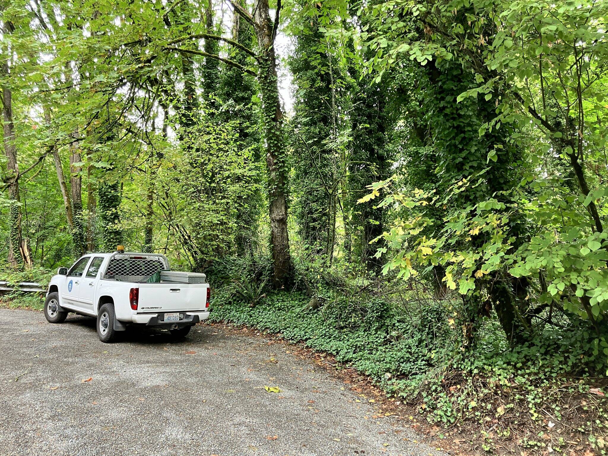 Invasive ivy removal work will occur in the coming months on the Island. Photo courtesy of the city of Mercer Island