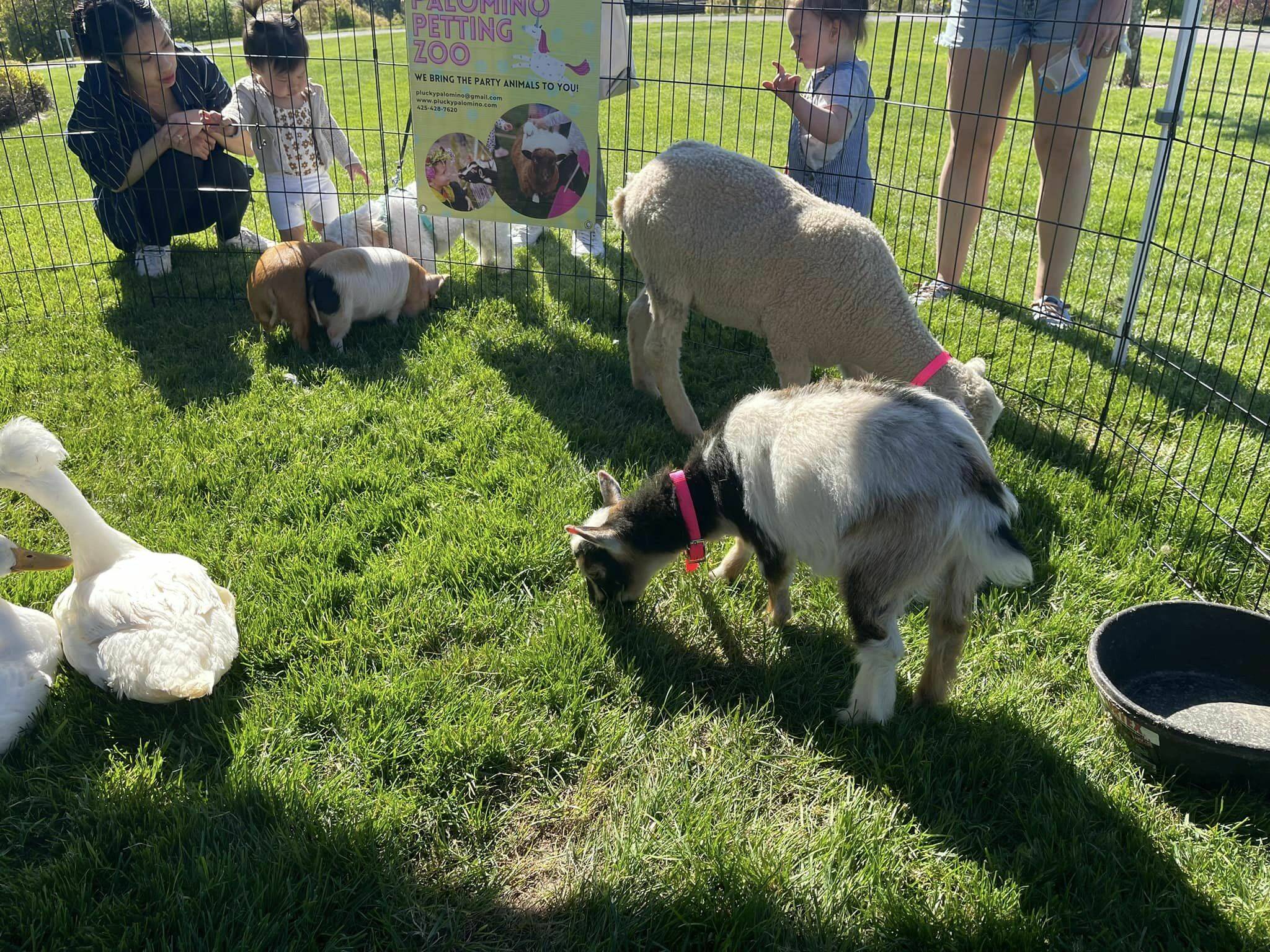 People visit with pigs, goats and ducks at the city of Mercer Island’s annual Leap for Green Earth Day Fair on April 20 at the community and event center. About 500 people attended the event, which promoted environmental practices and activities for kids and adults, and raised general awareness of local sustainability resources. Cedar Grove and The Mercer Island Community Fund were the event sponsors. Photo courtesy of the city of Mercer Island