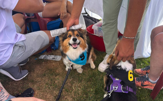 Danielle and Aaron Motyka, will participate with their dog Harrison in the Emerald Downs’ Corgi World Championship Races for charity on July 14.