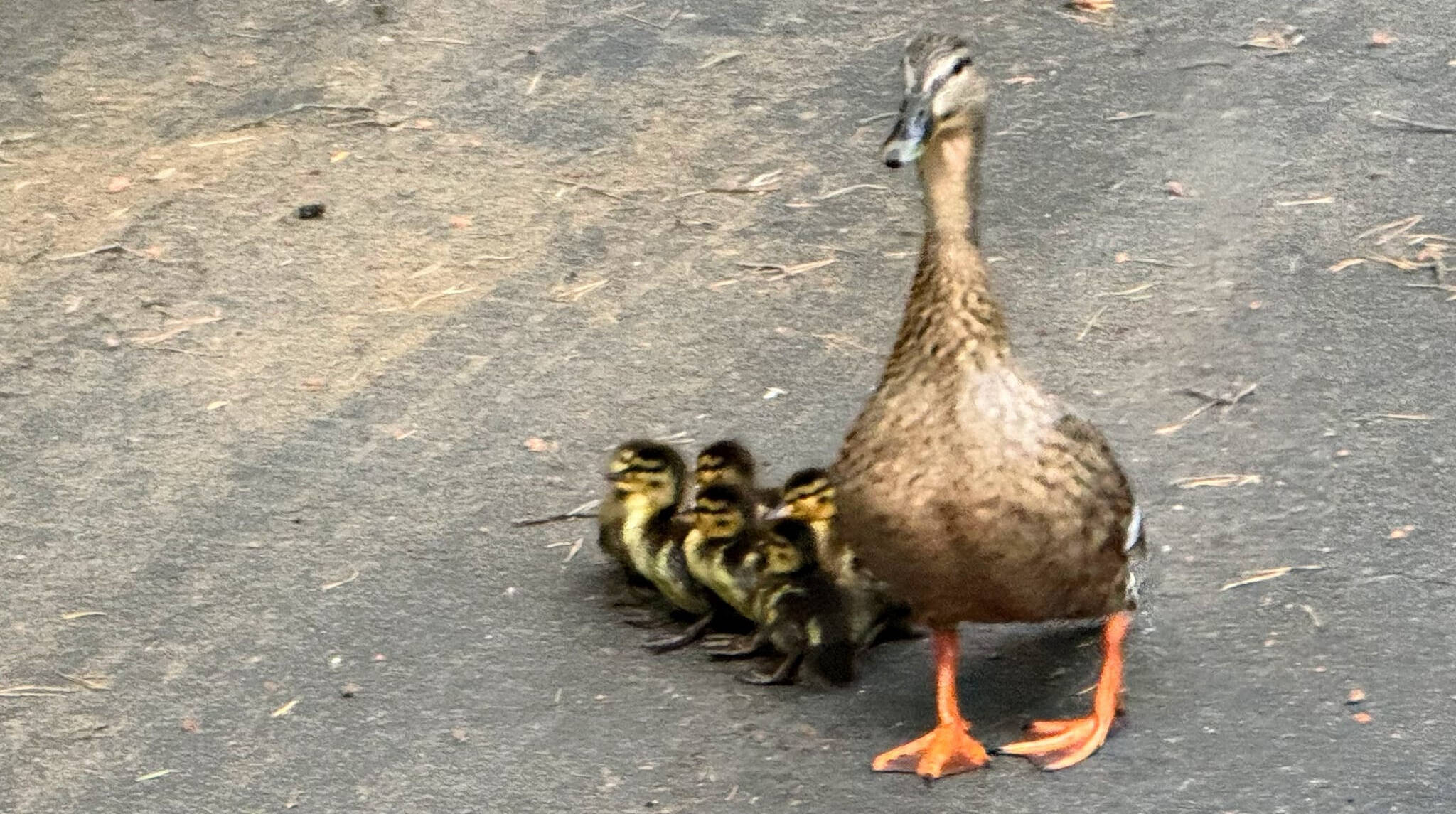 According to the Mercer Island Police Department, officers quacked the case by waddling into action and rescuing some ducklings that fell into a storm drain on the evening of April 29. They were reunited with their mother. Photo courtesy of the Mercer Island Police Department
