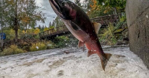 Photo Credit: Blake Kremer, Friends of Issaquah Salmon Hatchery.