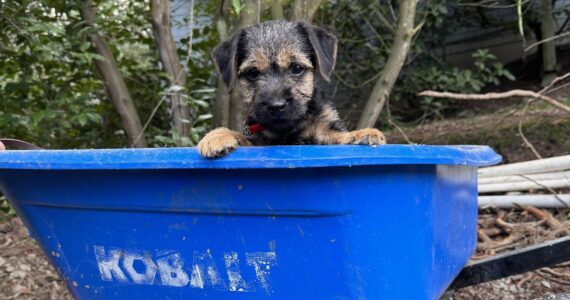 Muddle, age 12 weeks. Photo by Mindy Stern