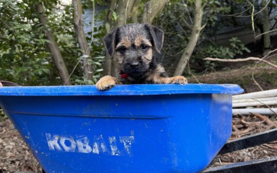 Muddle, age 12 weeks. Photo by Mindy Stern