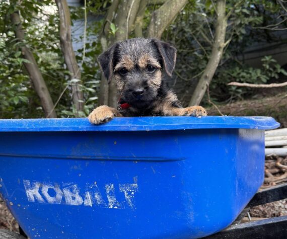 Muddle, age 12 weeks. Photo by Mindy Stern