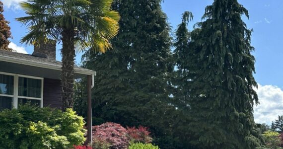 Palm tree across the street from Mercer Island Thrift Store. Photo by Greg Asimakoupoulos