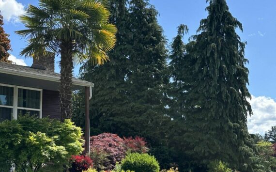Palm tree across the street from Mercer Island Thrift Store. Photo by Greg Asimakoupoulos