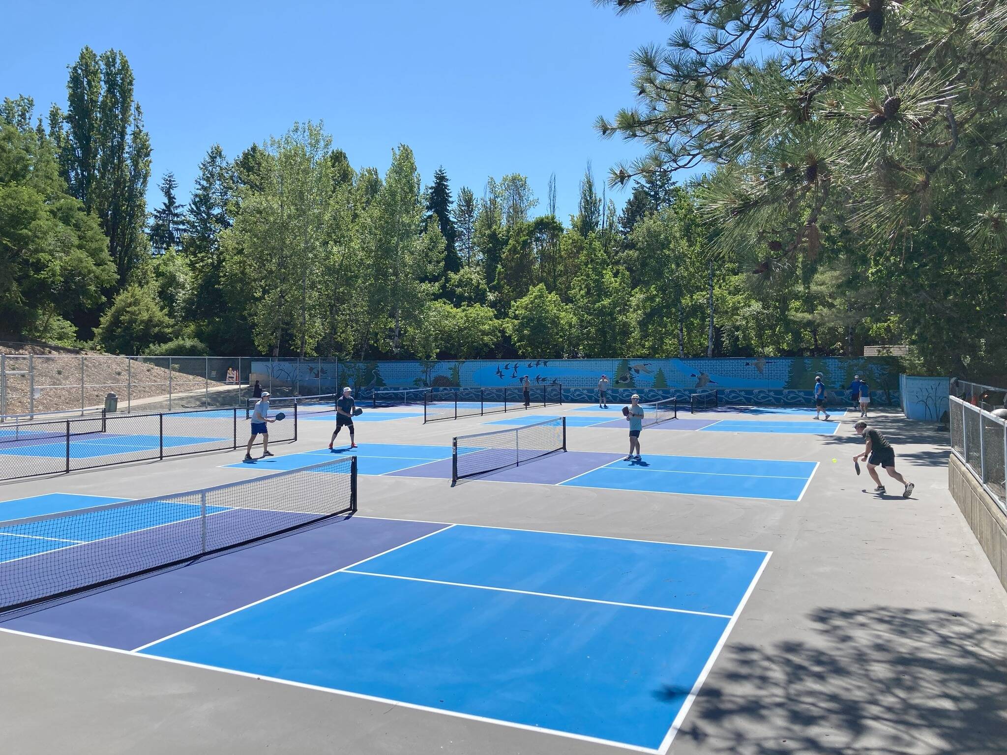 With dry weather on the city’s side, contractors were able to complete resurfacing and striping work a bit ahead of schedule on the Luther Burbank Park pickleball courts. The eight courts were opened for play on June 9 and have been packed. From June 30-July 3, restoration on the Summer in the Wetland mural will occur and the two western-most courts closest to the mural wall will be closed during that time frame. According to the city, “With high court use, comes some issues. The recreation division is monitoring the courts and working on policies to address issues as they arise.” During her report at the city council June 17 meeting, City Manager Jessi Bon said they are looking for a better way for players to sign up for court use. She said there have been some arguments at the courts and some unofficial, non-sanctioned tournaments. She said the city was anticipating some of this happening when the courts reopened. Photo courtesy of the city of Mercer Island