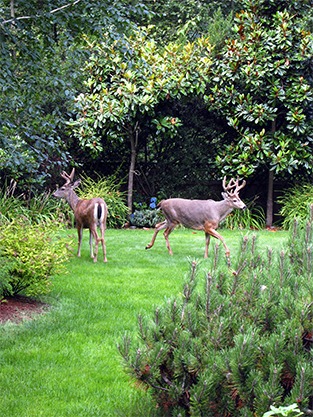 Two male deer stopped by the Spragues' mid-Island backyard in early August while grazing around the Island.