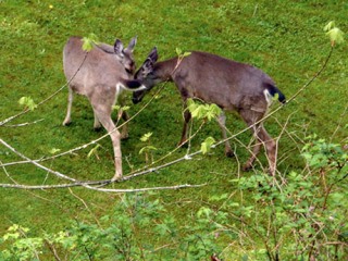 Deer visited the slope on the Sanderson’s property and a neighbor’s back lawn in the 9300 block of Southeast 57th Street on April 30.