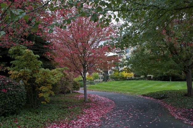The trail near Sunset Highway was lined with red autumn leaves over the weekend.
