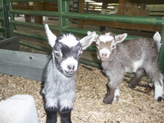 The Remlinger Farms petting zoo is a top attraction for kids and families alike. These baby goats hold a special place for most visitors who get to see the kids in action.