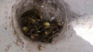 After being rescued out of a storm drain at the entrance of the Lakes neighborhood