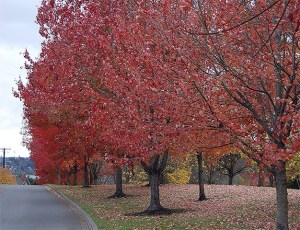 Leaves fall from trees on the walking path along S.E. 24th Street down from West Mercer Way.