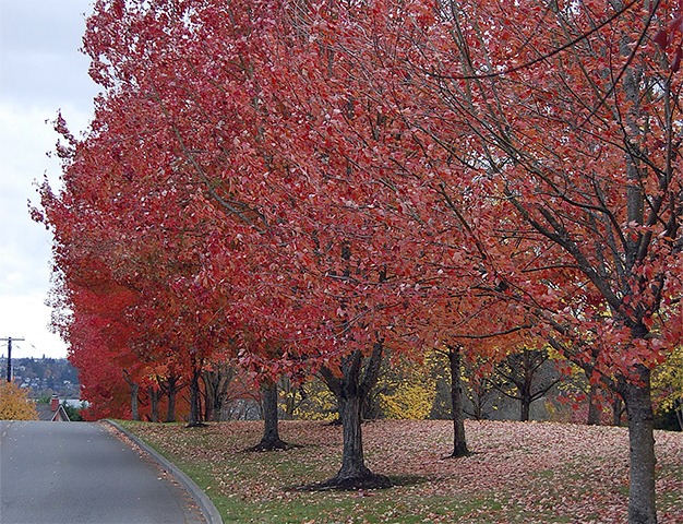 Leaves fall from trees on the walking path along S.E. 24th Street down from West Mercer Way.