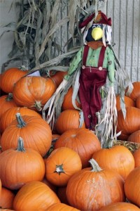 It’s that time of year for pumpkins