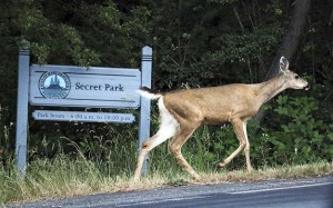Islander Owen Blauman took this photo along West Mercer Way on his way to work Monday morning