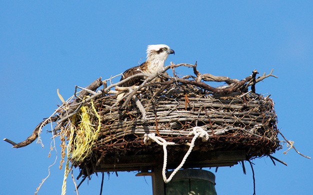 The Island’s resident Osprey pair