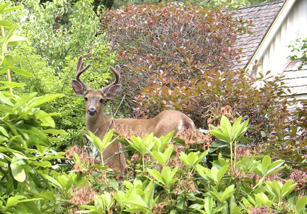 Islander Dean Shibayama sent the photo of this deer with a growing rack near his home in the 8800 block of S.E. 45th Street on July 1.