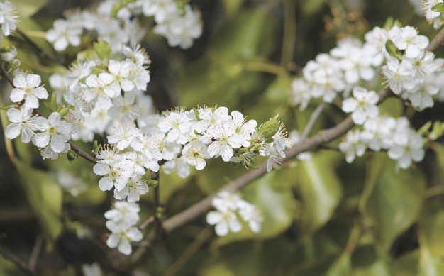 Blossoms near the Mercer Island tennis courts at the high school were in full bloom recently.
