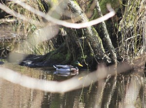 A duck swims at Ellis Pond on Friday