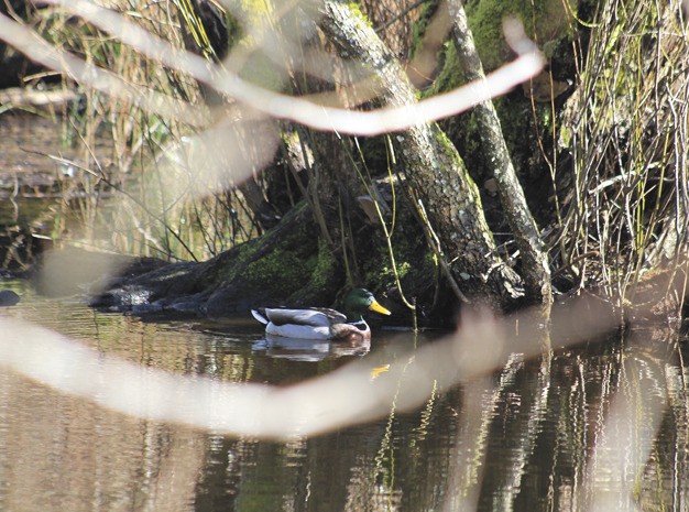 A duck swims at Ellis Pond on Friday