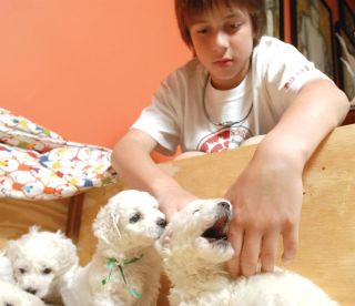 Chad Coleman/Mercer Island Reporter Sam Eggers plays with a litter of five bichon frise puppies whose mother was struck and killed recently on the families private drive on Mercer Island.