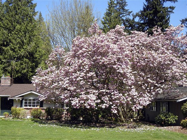 A spectacular magnolia tree on S.E. 63rd Street is in full bloom at the end of April. The photo was sent in by reader Gene Colin.