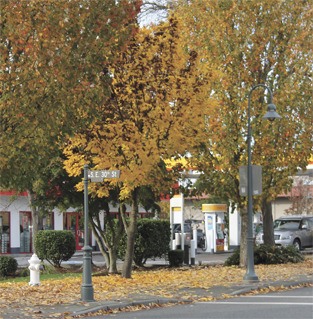 Leaves line the sidewalks of downtown Mercer Island streets after an usually warm autumn has turned the leaves bright colors and the first several rain storms knocked them all down.