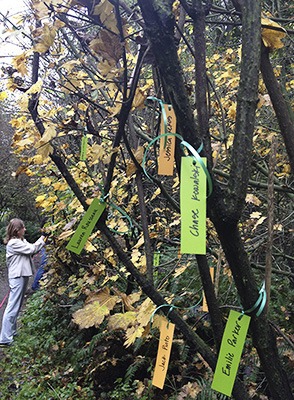 The group of Island women who helped campaign  for the passage of I-594 got together Wednesday morning after I-594 passed and put up a tribute to the Sandy Hook victims along a trail in the southeast quadrant of Pioneer Park. The green-and-yellow-colored tags include the names of each person killed in that tragedy. There are also signs at either end that say