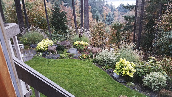 Got a photo you’d like to share with the Island in our “Eye on MI” feature? Email your image with a caption about where and when it was taken to editor@cmg-northwest2.go-vip.net/mi-reporter.