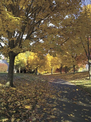Islander Barbara Crawford captured this golden view along the trail at the Lid Park on Nov. 10 as she walked with friend Kit Phillips.