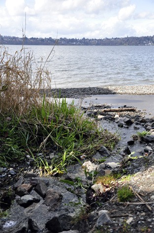 A stream at Calkins Landing flows into Lake Washington during an early spring day.