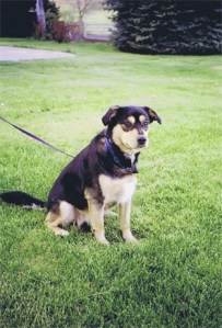 Fireworks caused an Australian shepherd mixed dog to run away from Lincoln Landing in the 2200 block of 76th Avenue S.E. on the Fourth of July.