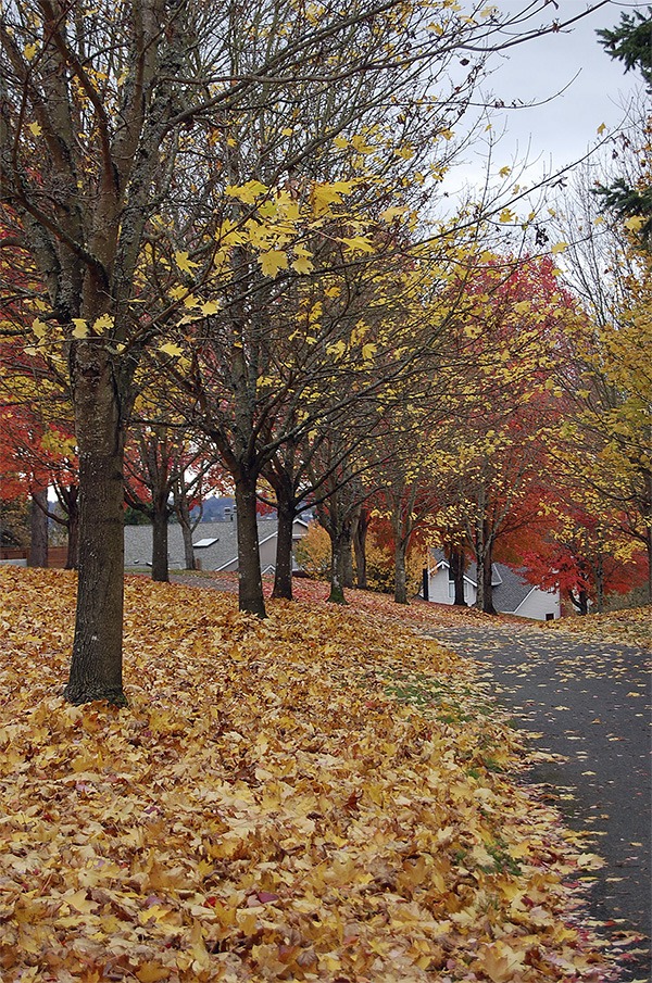 Leaves line the walking path along S.E. 24th Street down from West Mercer Way.