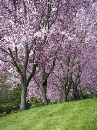 Cherry blossoms mark the season along 80th Avenue S.E. on Mercer Island.