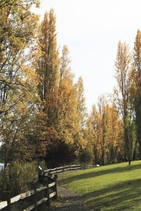 The last of the leaves reflect the sun on a fine day last week at Luther Burbank Park.