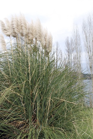 Plants withstand the wind at Luther Burbank Park during a particularly blustery day in March.