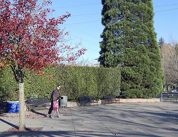 Islanders take a stroll in the winter sunshine near the tree at Mercerdale Park