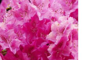 A bee approaches the flowers of a rhododendron in the 8900 block of SE 56th Street in the Parkwood neighborhood.