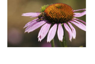 A honeybee does its work in the pea patch at CCMV.