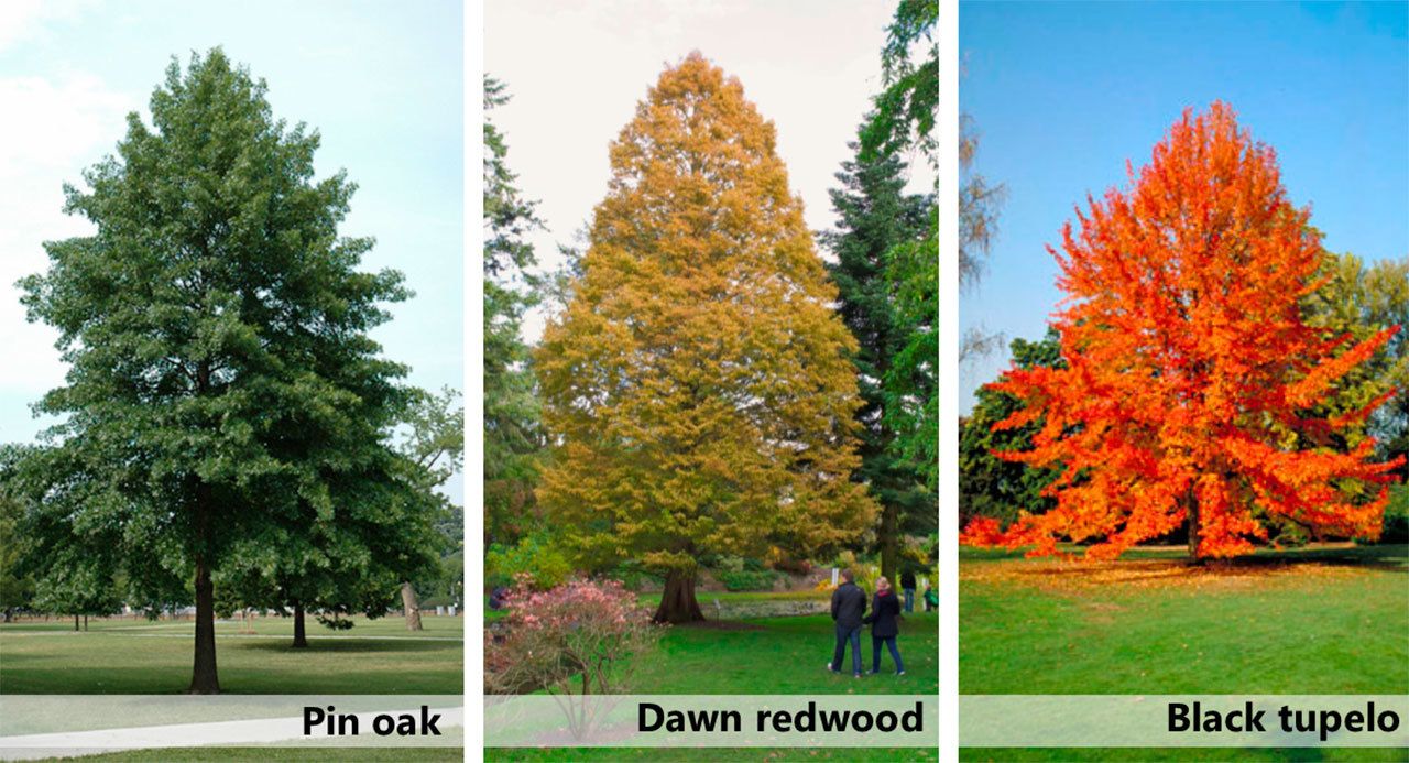 The Grove at Luther Burbank Park, which features three species of trees, can accomodate 10 more for a donation of $500 each. Photos courtesy of NetPS Plant Finder, Blooms &lsquo;n Food and Royal Horticultural Society