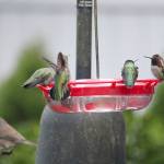 Eye on MI | Bird bath