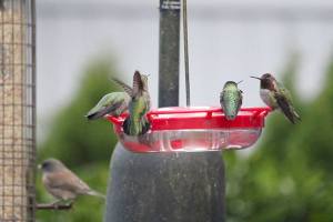 Eye on MI | Bird bath