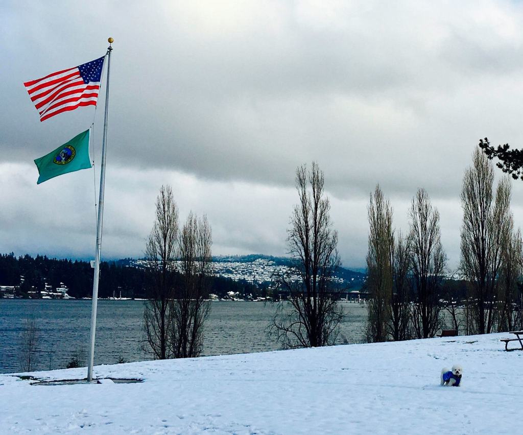A snowy day in Luther Burbank Park. Photo courtesy of Sandy Yin/Chewbebe Fresh Dog Treats